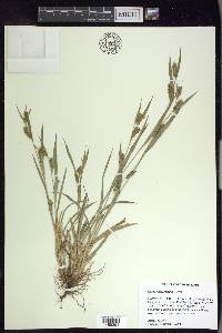 Carex flaccosperma image