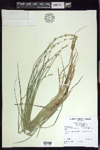 Carex canescens subsp. disjuncta image