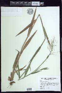 Dichanthelium scoparium image