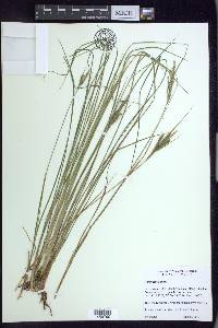 Carex lenticularis image