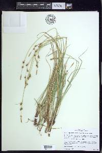 Carex holmgreniorum image