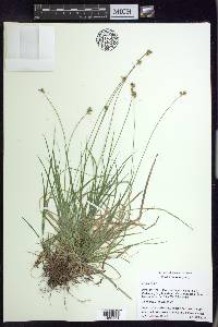 Carex peckii image