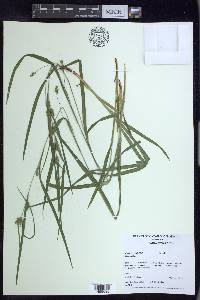 Carex grisea image