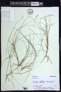 Carex loliacea image