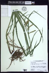 Carex gynandra image