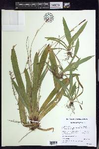 Carex plantaginea image