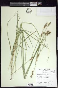 Carex festucacea image