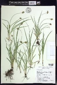 Carex peucophila image