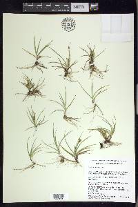 Carex brachycalama image