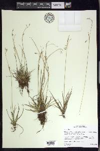 Carex capillaris image