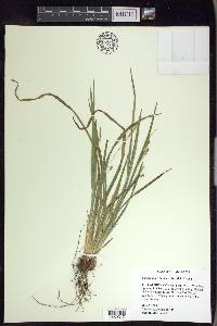 Carex cumberlandensis image