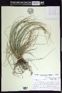 Carex complexa image