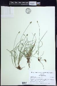 Carex leavenworthii image