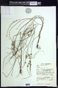 Cyperus × mesochorus image