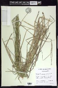 Carex bicknellii image