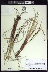 Carex aquatilis var. aquatilis image