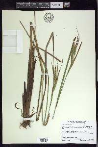 Carex aquatilis var. aquatilis image