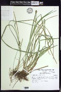 Carex normalis image