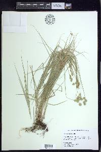 Carex hyalina image