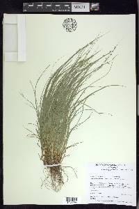 Carex appalachica image