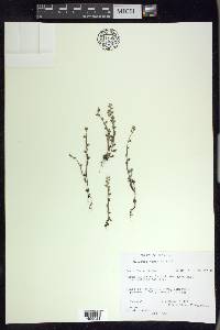 Myosotis verna image