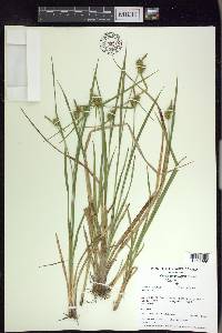 Carex flava image