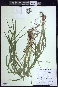 Carex grisea image