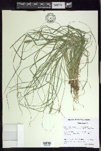 Carex arcta image