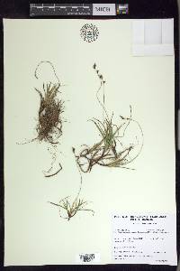 Carex concinna image