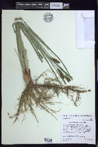 Carex hyalinolepis image