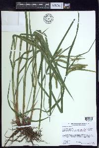 Carex gynandra image