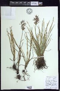 Cyperus rotundus image