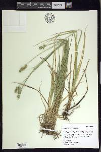 Carex austrina image