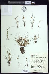 Cyperus squarrosus image