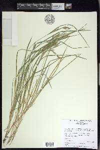 Carex garberi image