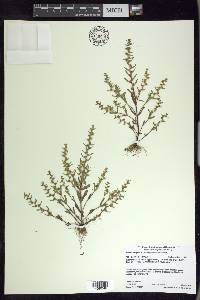 Veronica peregrina subsp. xalapensis image