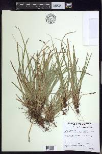Carex pedunculata image