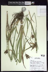 Carex durangensis image