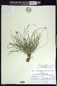 Carex albicans var. albicans image