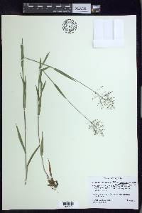 Panicum acuminatum image