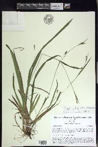 Carex gholsonii image