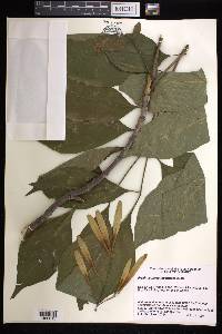 Fraxinus profunda image