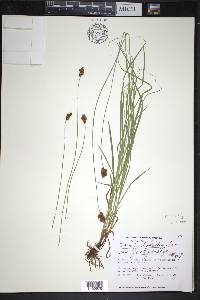 Carex leporina image