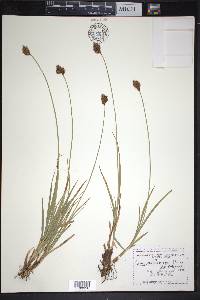 Carex macloviana image