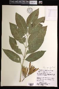 Fraxinus profunda image