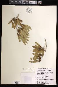 Fraxinus profunda image