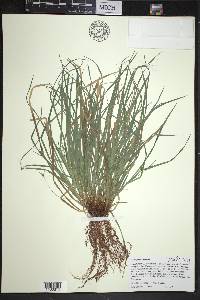 Carex jamesii image