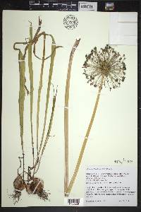 Allium hollandicum image