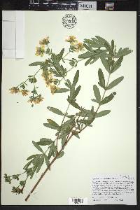 Hypericum swinkianum image