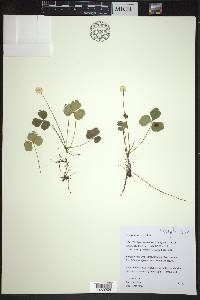 Coptis trifolia image